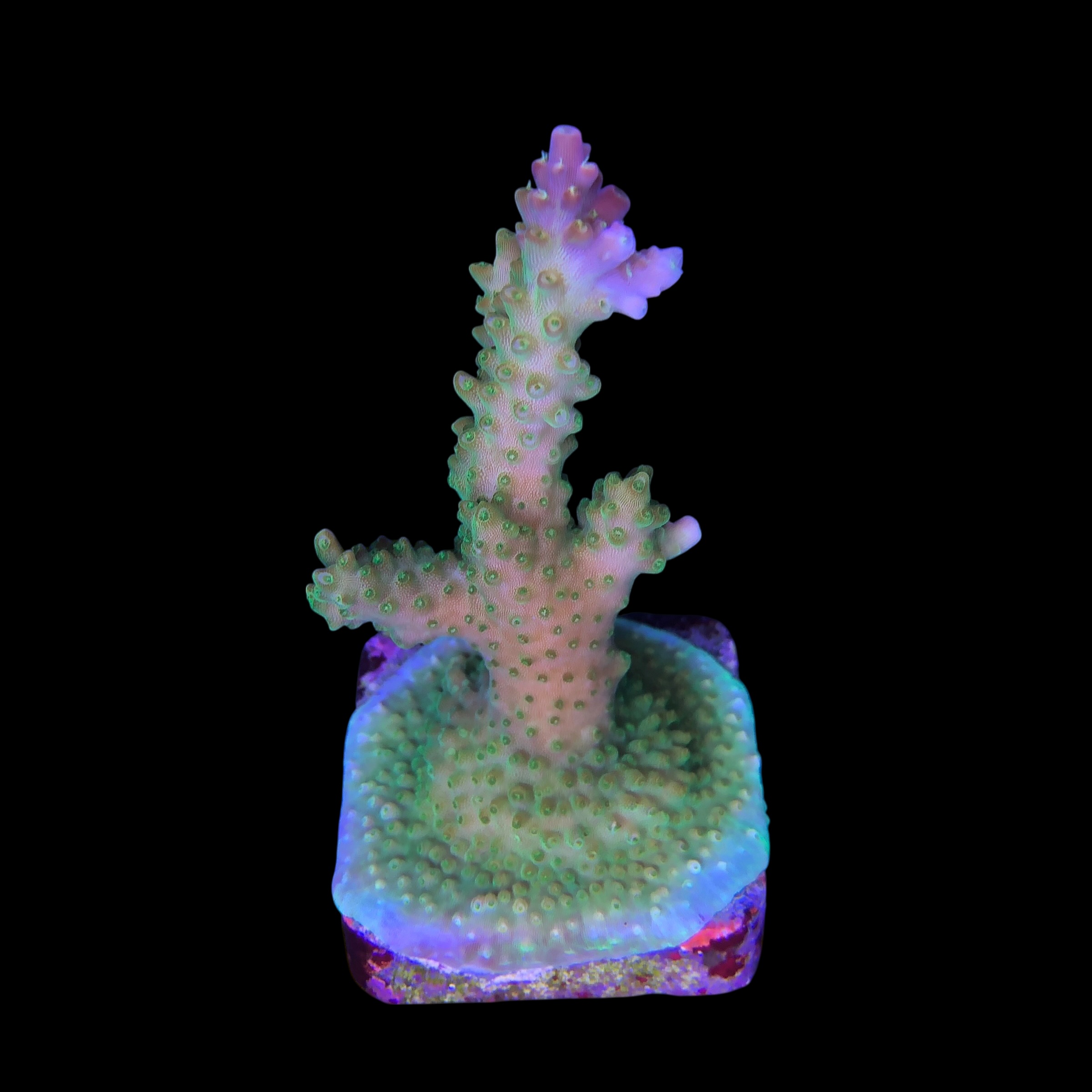 Paletta Pink Tips M - Imagem 2