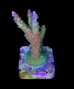 Alternative view of Paletta Pink Tips M