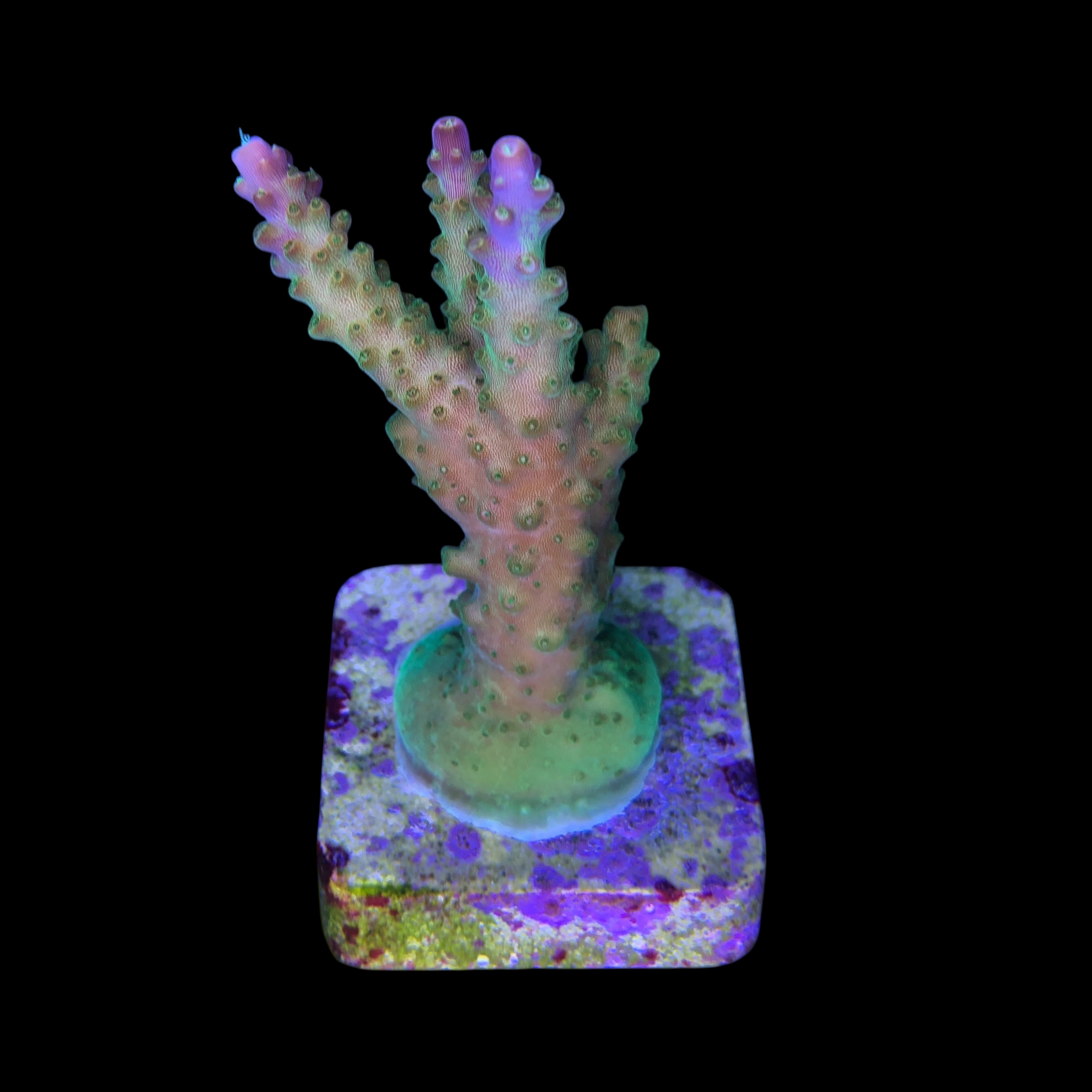 Paletta Pink Tips M - Imagem 2