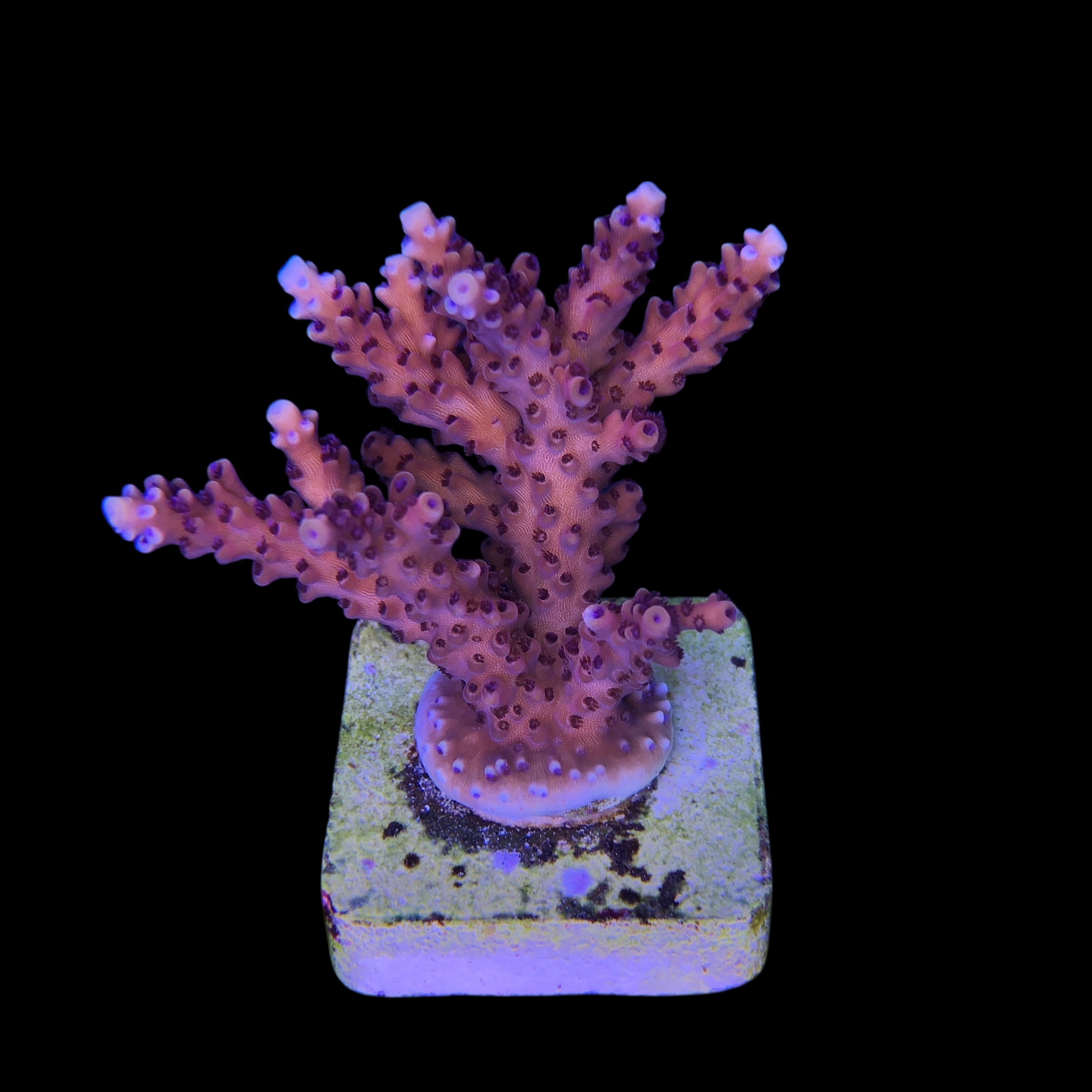 Pink Cadillac G - Imagem 2