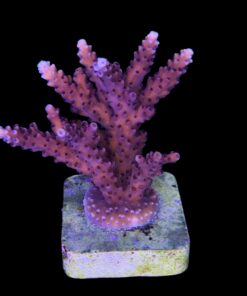 Alternative view of Pink Cadillac G