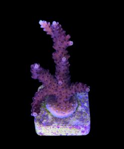 Alternative view of Pink Cadillac M