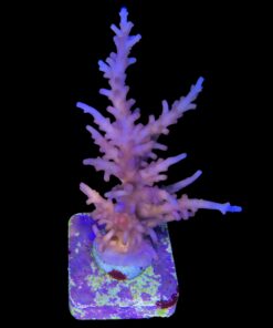 Alternative view of Pink Dragon G