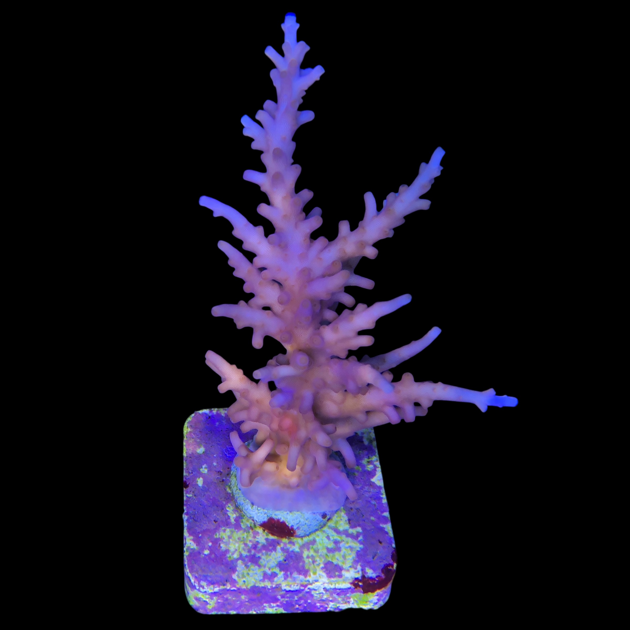 Pink Dragon G - Imagem 2