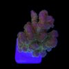 Pocillopora Purple M