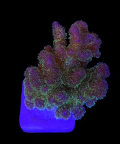 Pocillopora Purple M