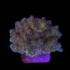 Pocillopora Purple M