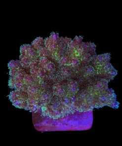 Pocillopora Purple M