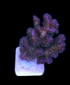 Alternative view of Pocillopora Purple M