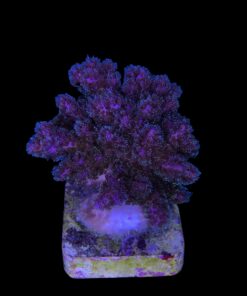 Pocillopora Purple M