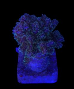 Alternative view of Pocillopora Purple M