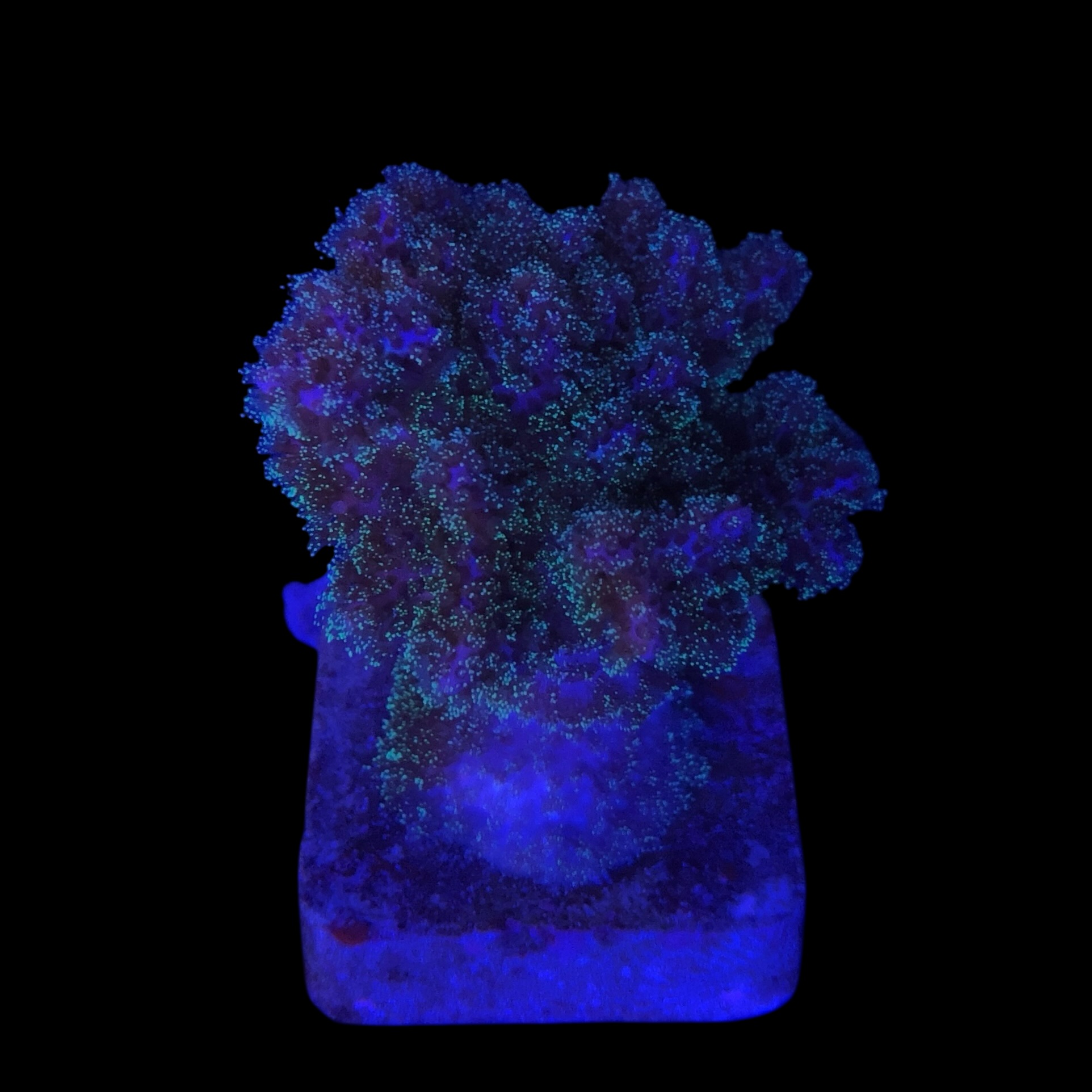 Pocillopora Purple M - Imagem 2
