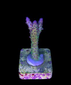 Alternative view of Posseidon M