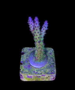 Alternative view of Posseidon M