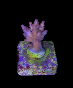 Alternative view of Red Devil Island P