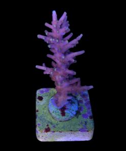 Alternative view of Red Ferrari G