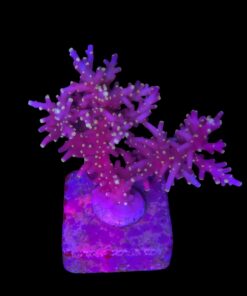 Red Ferrari Mini Colonia