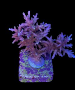 Alternative view of Red Ferrari Mini Colonia