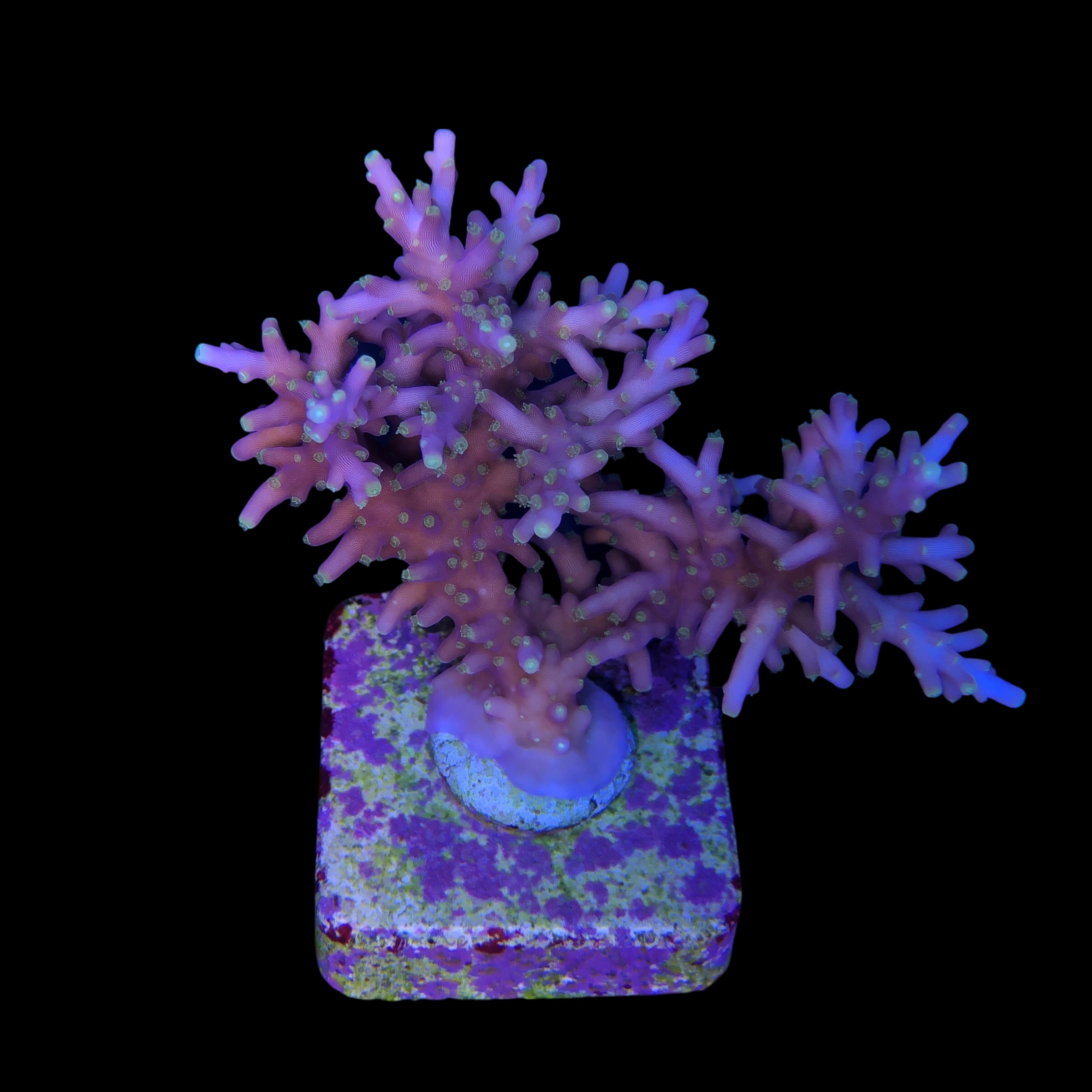 Red Ferrari Mini Colonia - Imagem 2