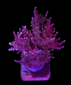 Red Ferrari Mini Colônia