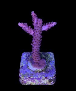 Alternative view of Red Metalic M