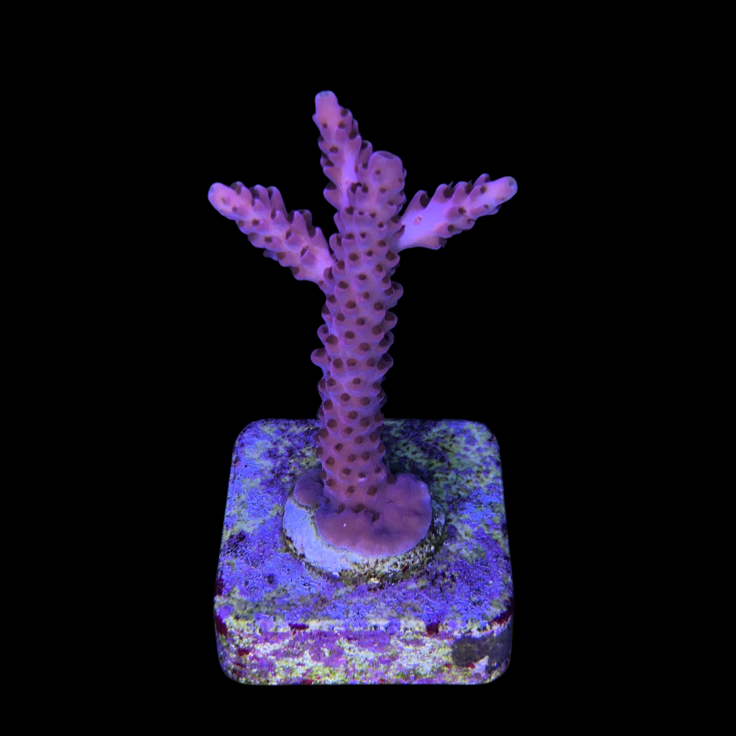 Red Metalic M - Imagem 2