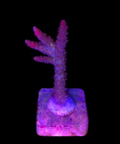 Red Robin Staghorn G