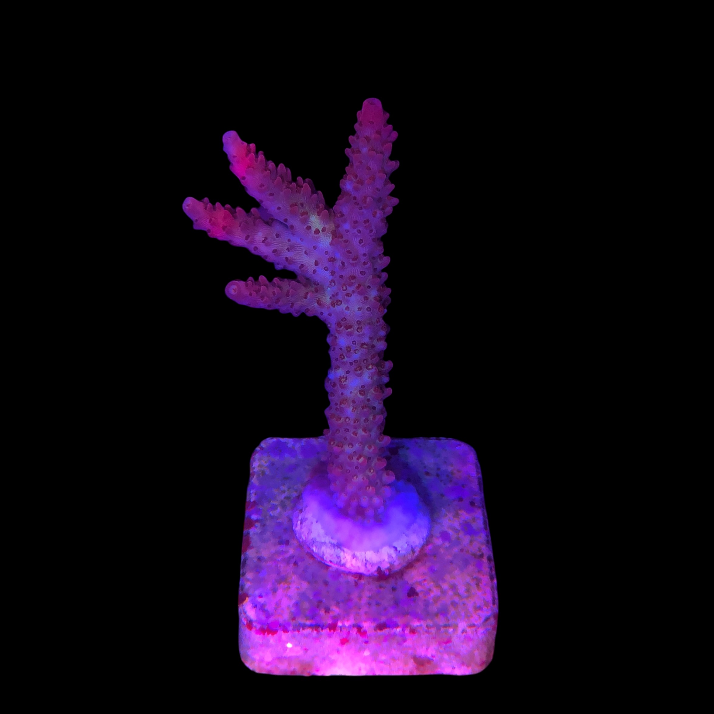 Red Robin Staghorn G