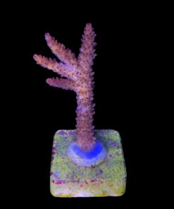 Alternative view of Red Robin Staghorn G