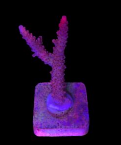 Red Robin Staghorn G