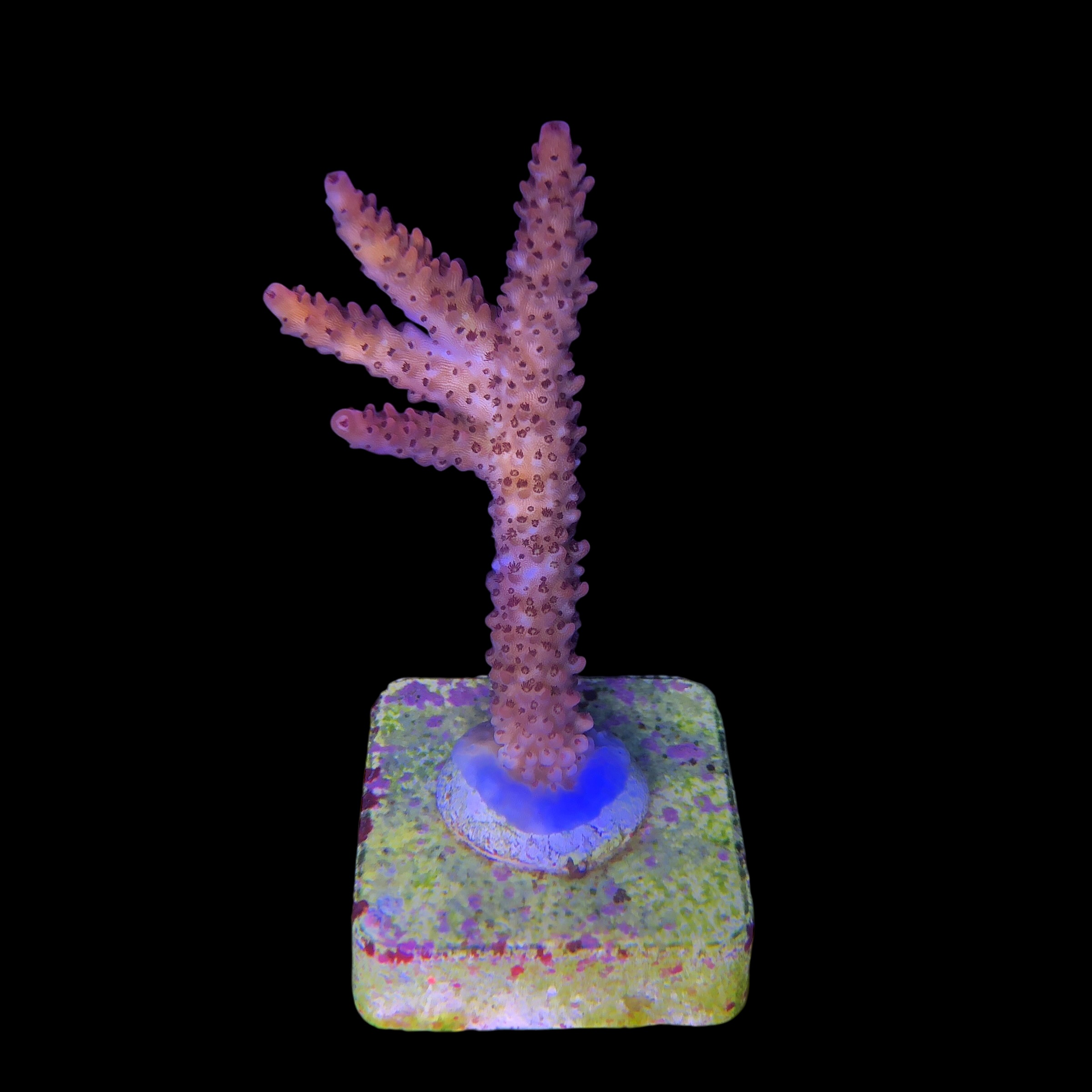 Red Robin Staghorn G - Imagem 2