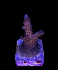 Alternative view of Salmoensis Purple M