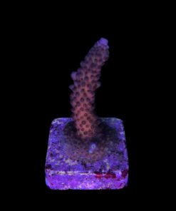 Alternative view of Salmoensis Purple M