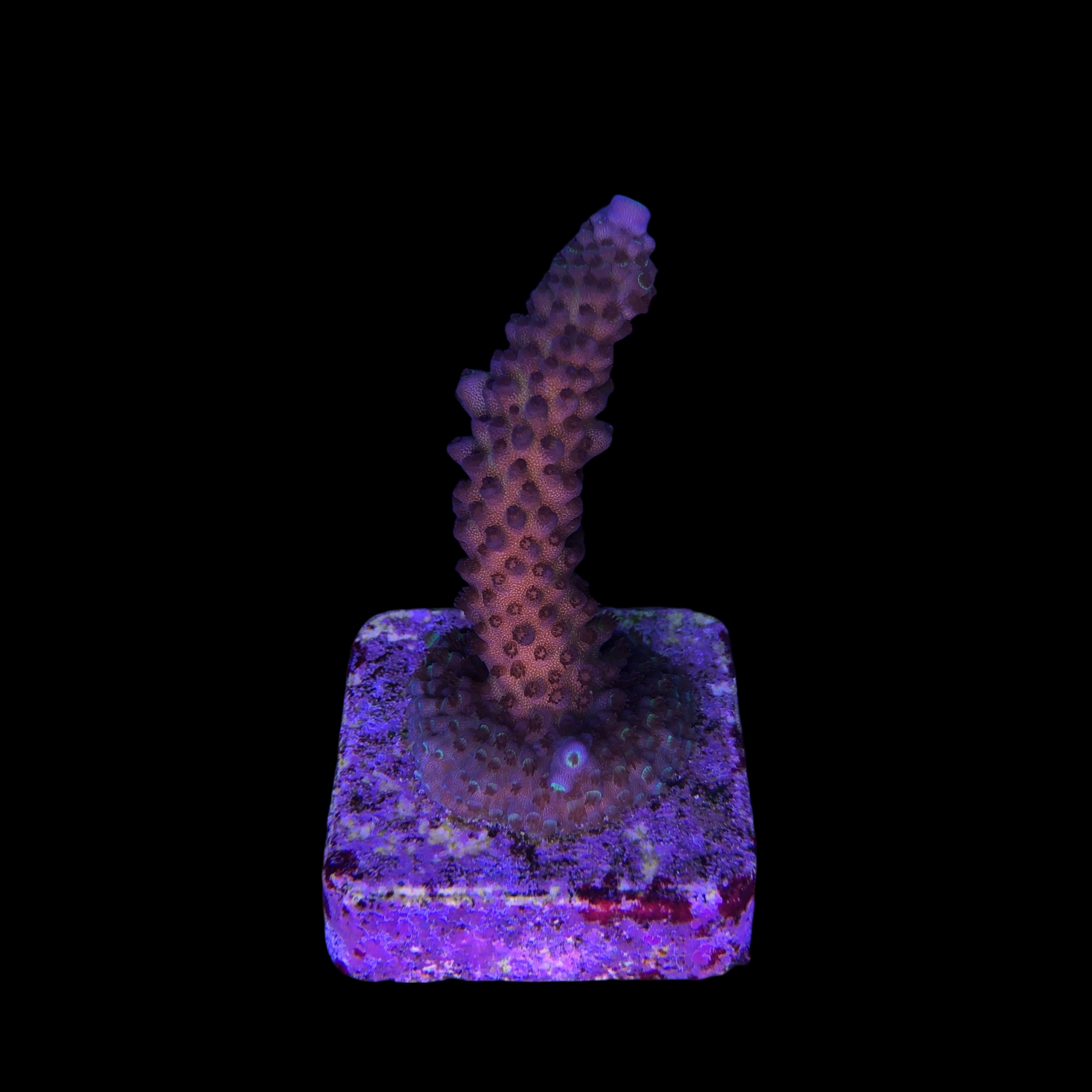 Salmoensis Purple M - Imagem 2
