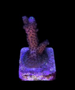 Alternative view of Salmoensis Purple M