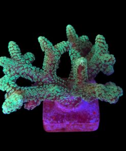 Seriatopora Caliendrum G