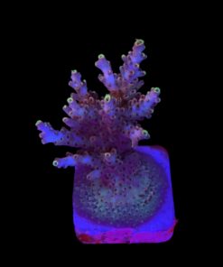 Shortcake Purple Yellow Tips G