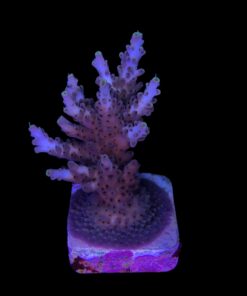 Alternative view of Shortcake Purple Yellow Tips G