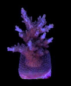 Alternative view of Shortcake Purple Yellow Tips G