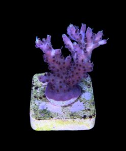 Alternative view of Shortcake Purple Yellow Tips M