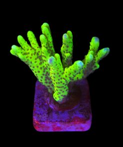 Slime Ball Anacropora G