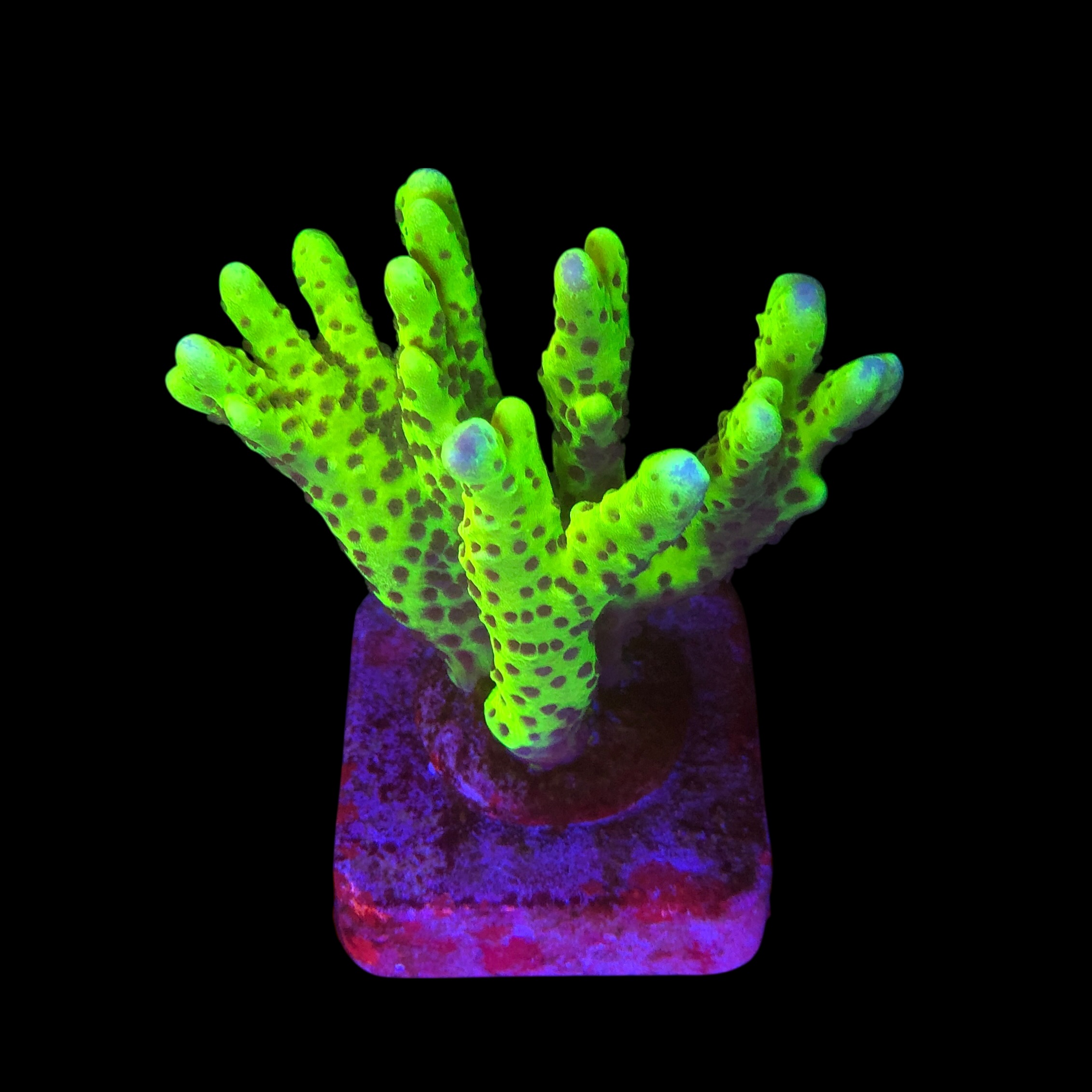 Slime Ball Anacropora G