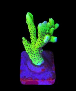 Slime Ball Anacropora G