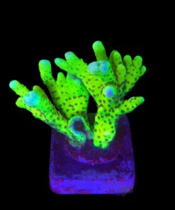 Slime Ball Anacropora G