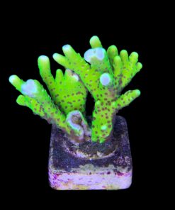 Alternative view of Slime Ball Anacropora G