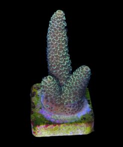 Alternative view of Spathulata Golden G