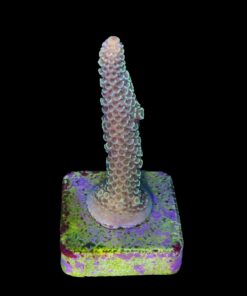 Alternative view of Spathulata Golden M