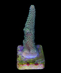 Alternative view of Spathulata Golden M