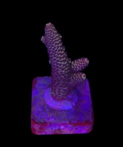 Spathulata Purple Tips M