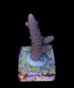 Alternative view of Spathulata Purple Tips M